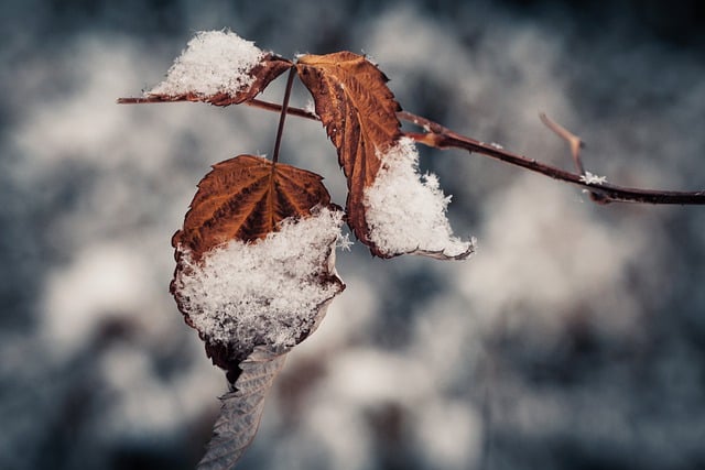 Free download winter leaves snow nature dry free picture to be edited with GIMP free online image editor