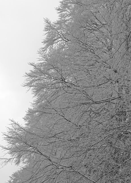 Free download winter magic hoarfrost forest trees free picture to be edited with GIMP free online image editor