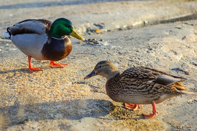 Free download Winter Mallard Shadow -  free photo or picture to be edited with GIMP online image editor