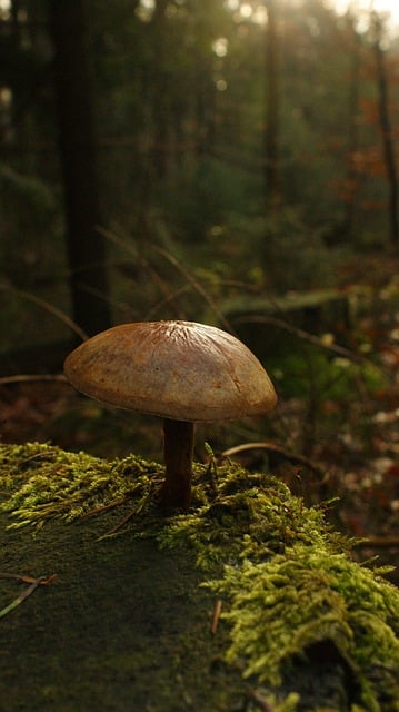 Free download winter mushroom moss atmosphere free picture to be edited with GIMP free online image editor