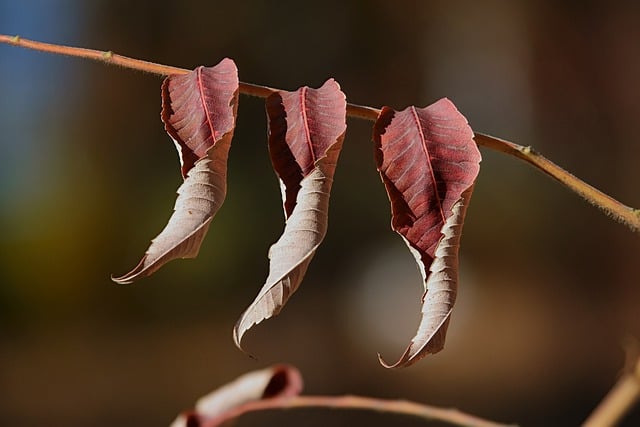 Free download winter natural branch the leaves free picture to be edited with GIMP free online image editor