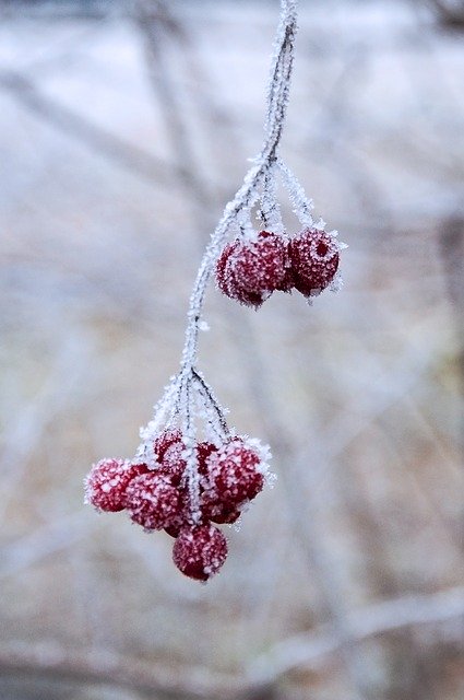 Free download Winter Nature Frost -  free photo or picture to be edited with GIMP online image editor