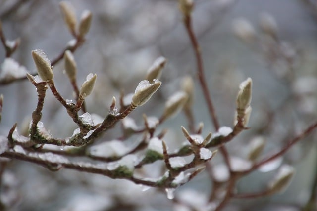 Free download winter nature magnolia bud snow free picture to be edited with GIMP free online image editor