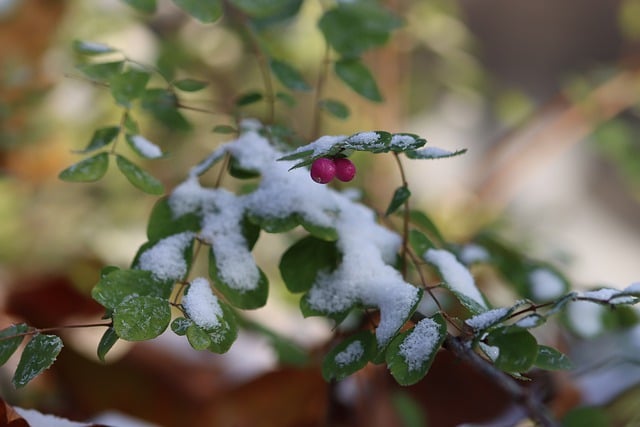 Free download winter nature plant snow berries free picture to be edited with GIMP free online image editor