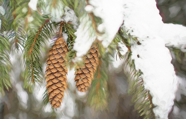 Free download winter pine cones tree pine free picture to be edited with GIMP free online image editor