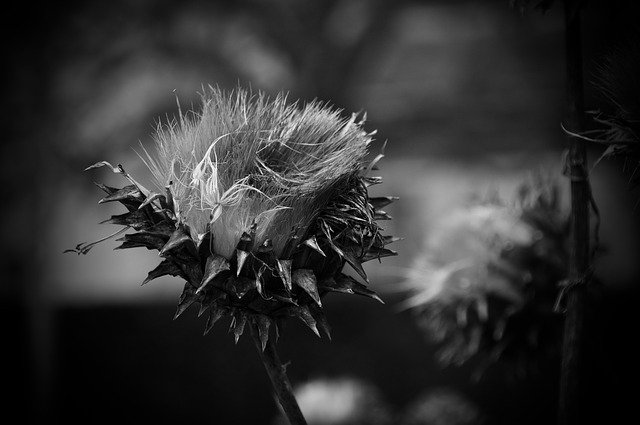 Free download Winter Plant Wild Artichoke Black -  free photo or picture to be edited with GIMP online image editor