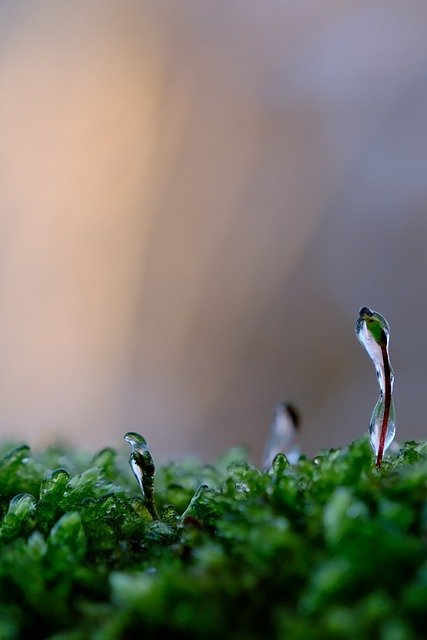 Free download winter shoots frost moss macro free picture to be edited with GIMP free online image editor