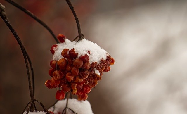 Free download Winter Snow Berries -  free photo or picture to be edited with GIMP online image editor