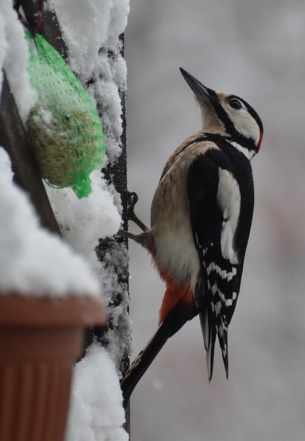 Free download winter snow bird woodpecker free picture to be edited with GIMP free online image editor