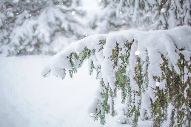 Free download winter snow branch pine evergreen free picture to be edited with GIMP free online image editor