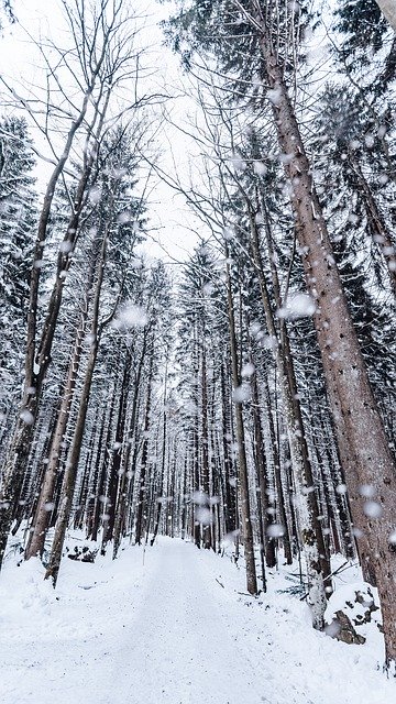 ດາວໂຫລດຟຣີ Winter Snow Drop - ຮູບພາບຫຼືຮູບພາບທີ່ບໍ່ເສຍຄ່າເພື່ອແກ້ໄຂດ້ວຍຕົວແກ້ໄຂຮູບພາບອອນໄລນ໌ GIMP