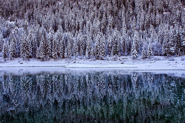 Free download winter snow forest lake nature free picture to be edited with GIMP free online image editor