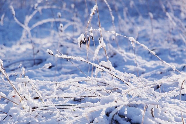 Free download winter snow grass seasonal free picture to be edited with GIMP free online image editor