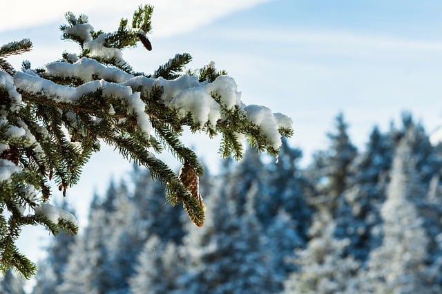 Free download winter snow landscape forest free picture to be edited with GIMP free online image editor