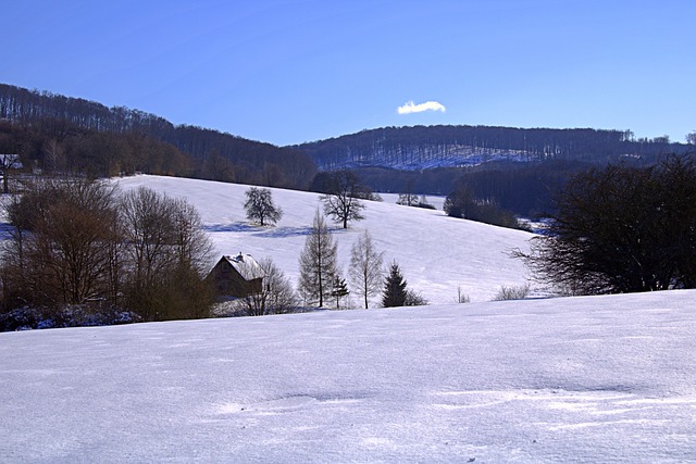 Free download winter snow nature meadow forest free picture to be edited with GIMP free online image editor