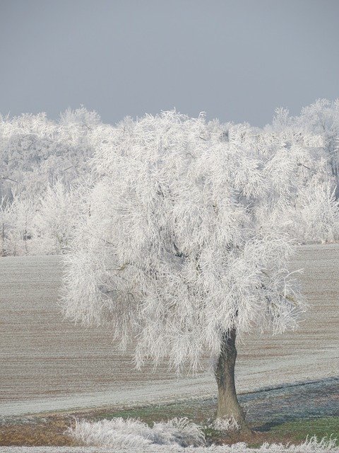 Free download Winter Snow Regensburg -  free photo or picture to be edited with GIMP online image editor