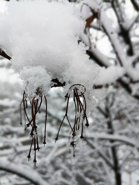 Безкоштовно завантажте Winter Snow Snowden - безкоштовну фотографію чи зображення для редагування за допомогою онлайн-редактора зображень GIMP