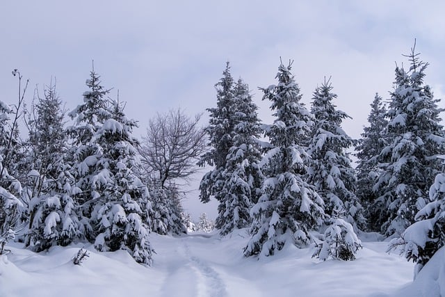 Free download winter snow trees covered in snow free picture to be edited with GIMP free online image editor