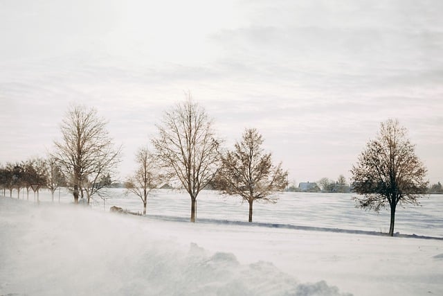 Free download winter snow trees field landscape free picture to be edited with GIMP free online image editor