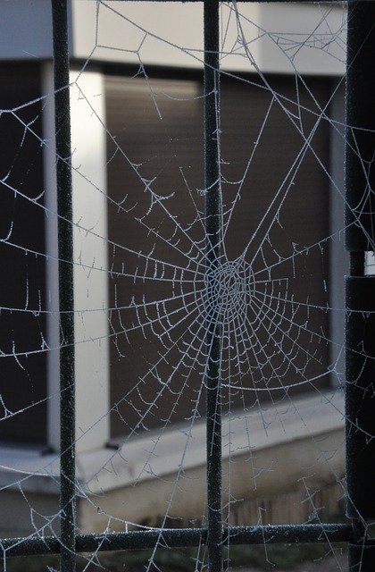 Free download Winter Spider Web -  free photo or picture to be edited with GIMP online image editor