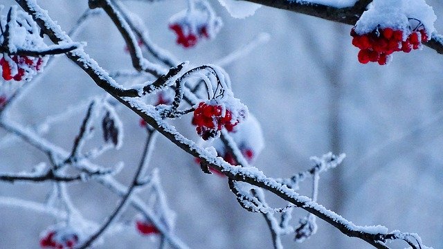 Free download Winter Transilvania Nature Red -  free photo or picture to be edited with GIMP online image editor