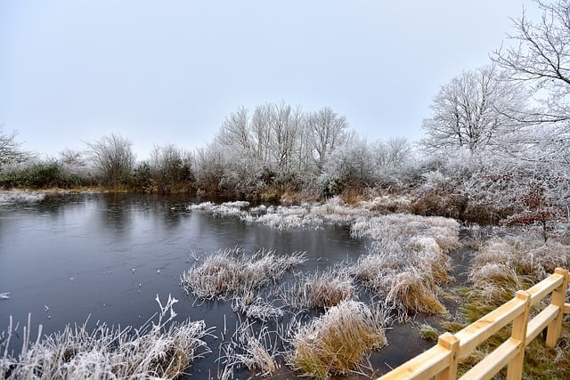 Free download winter trees lake forest landscape free picture to be edited with GIMP free online image editor