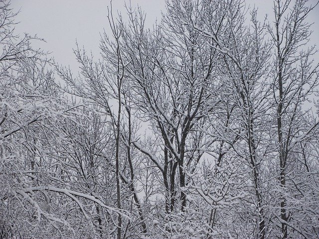 Free download Winter Trees Snow -  free photo or picture to be edited with GIMP online image editor