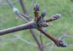 Free download Winter Twigs and Buds of Britain and Ireland free photo or picture to be edited with GIMP online image editor