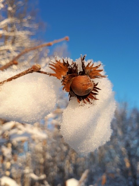 Free download Winter Walnut Snow -  free photo or picture to be edited with GIMP online image editor