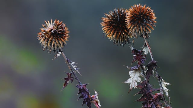 Free download winter wildflowers garden seeds free picture to be edited with GIMP free online image editor