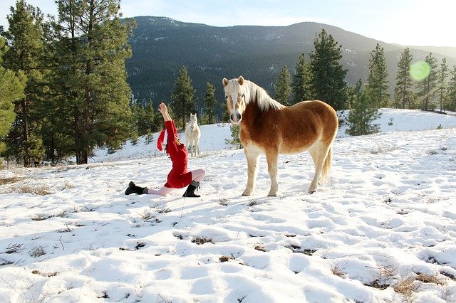 Free download Winter Yoga Horse -  free photo or picture to be edited with GIMP online image editor