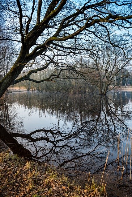 Free download Wintry Lake Trees -  free photo or picture to be edited with GIMP online image editor