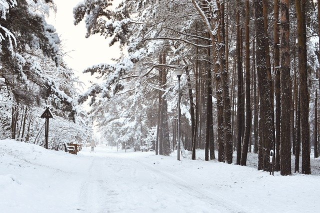 Free download Wintry Scenic Landscape Snowy Pine -  free photo or picture to be edited with GIMP online image editor