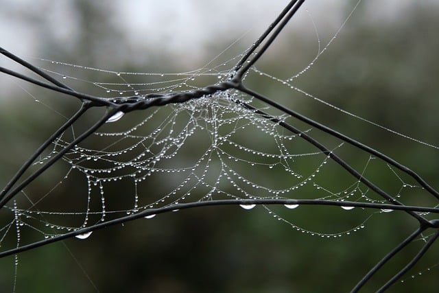 Free download wire fence cobwebs indian summer free picture to be edited with GIMP free online image editor