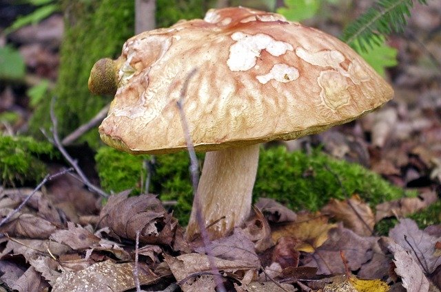 Free download Wisconsin Mushroom Fungus Forest -  free photo or picture to be edited with GIMP online image editor