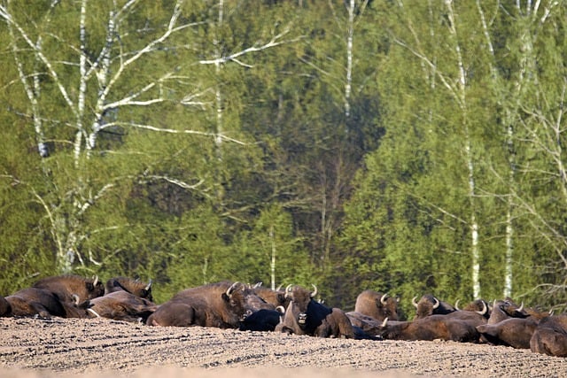 Free download wisent herd animal mammal horns free picture to be edited with GIMP free online image editor