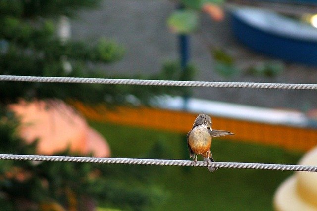 Scarica gratuitamente Wise-Orange Blossom Bird Brasiliano: foto o immagine gratuita da modificare con l'editor di immagini online GIMP