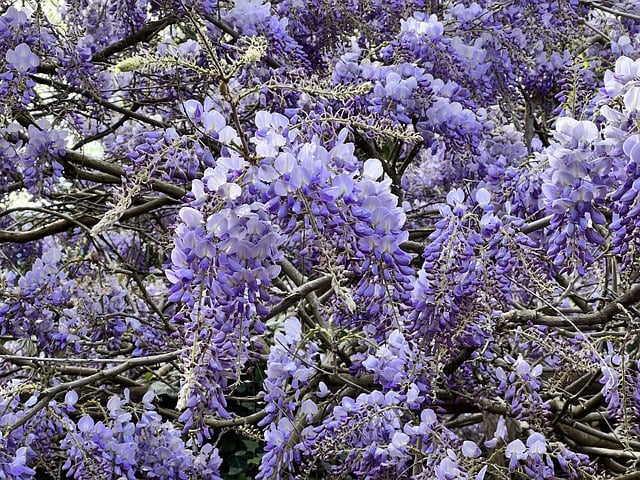 Free download wisteria blooms flower blossom free picture to be edited with GIMP free online image editor