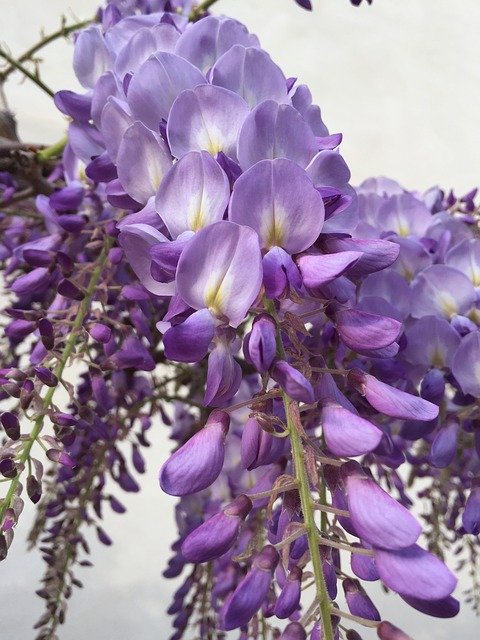 Free download Wisteria Flower Lilac -  free photo or picture to be edited with GIMP online image editor