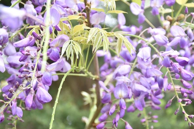 Free download Wisteria Flower Nature -  free photo or picture to be edited with GIMP online image editor