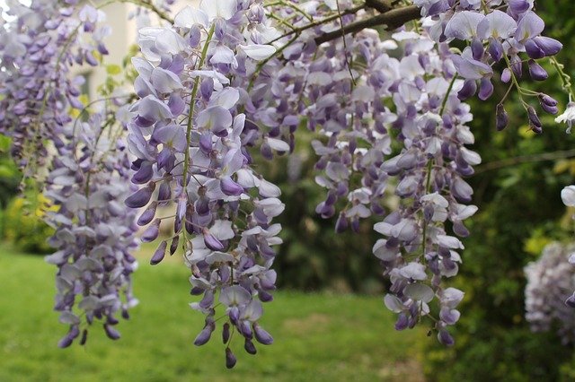 Free download Wisteria Flowers Flower -  free photo or picture to be edited with GIMP online image editor