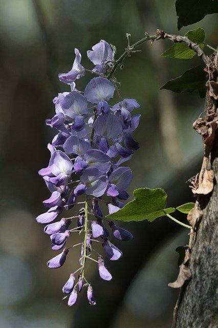 Free download Wisteria Flowers Nature -  free photo or picture to be edited with GIMP online image editor