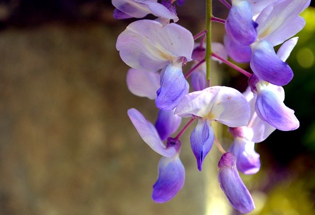 Free download Wisteria Flower Spring -  free photo or picture to be edited with GIMP online image editor