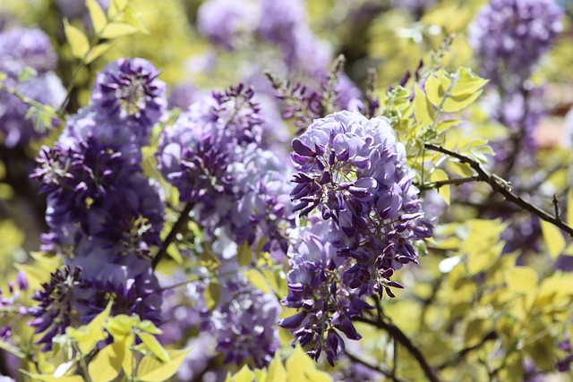 Free download wisteria plant spring blossom free picture to be edited with GIMP free online image editor