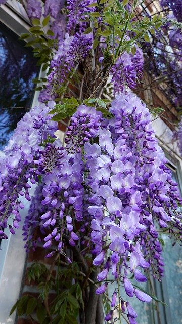 Free download Wisteria Purple Flowering -  free photo or picture to be edited with GIMP online image editor