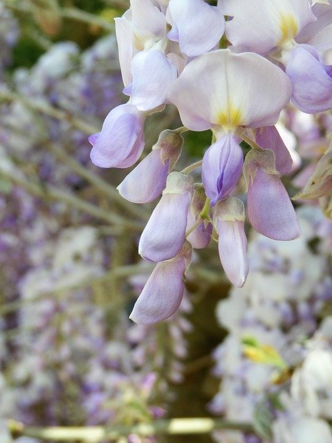 Free download Wisteria Wysteria Flower -  free photo or picture to be edited with GIMP online image editor