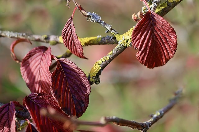 Free download witch hazel hamamelis red leaves free picture to be edited with GIMP free online image editor