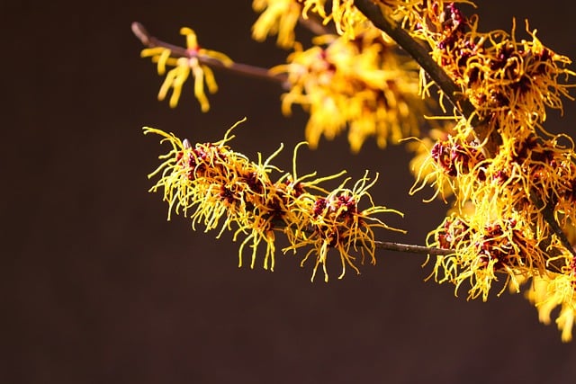 Free download witch hazel hamamelis winterblueher free picture to be edited with GIMP free online image editor