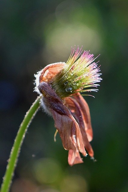 Free download Withered Flower Blossom -  free photo or picture to be edited with GIMP online image editor