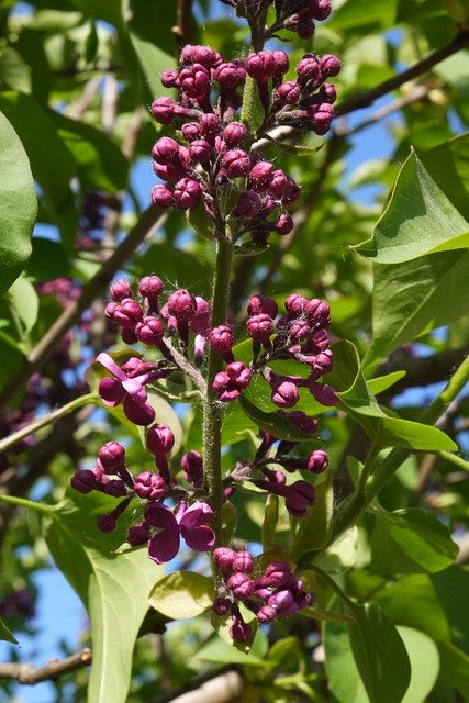 تنزيل مجاني بدون Sprig Closeup - صورة أو صورة مجانية يمكن تحريرها باستخدام محرر الصور عبر الإنترنت GIMP